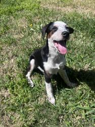 Found/Stray Male Dog last seen Jobson park, Sunnyvale, TX 75182