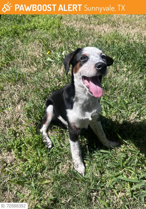 Found/Stray Male Dog last seen Jobson park, Sunnyvale, TX 75182