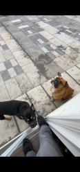 Lost Male Dog last seen Manchester dr los banos , Los Banos, CA 93635