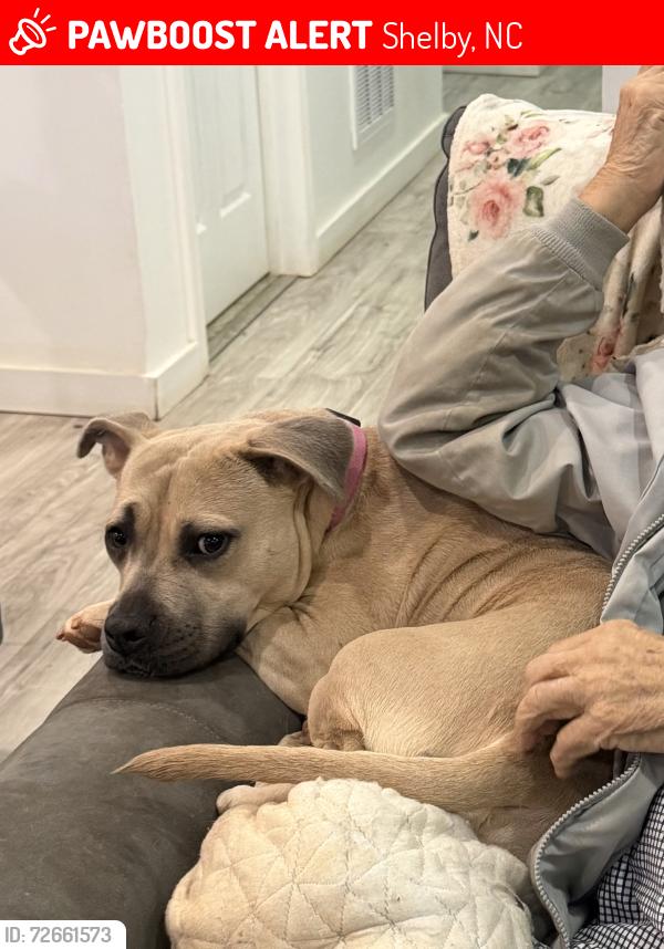 Lost Female Dog last seen Charles rd ,rainbow drive, Shelby, NC 28152