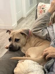 Lost Female Dog last seen Charles rd ,rainbow drive, Shelby, NC 28152