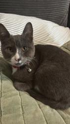Lost Female Cat last seen Lynbrook Dr, Houston, TX 77042