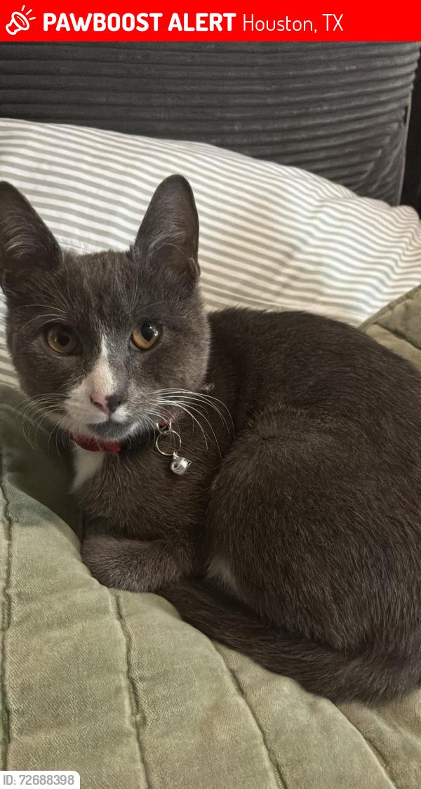 Lost Female Cat last seen Lynbrook Dr, Houston, TX 77042