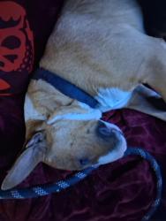 Found/Stray Male Dog last seen Wyoming and central, Albuquerque, NM 87102