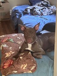 Found/Stray Female Dog last seen Goodwill on metropolitan capital view , Atlanta, GA 30315