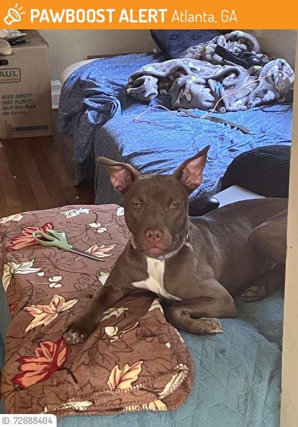 Found/Stray Female Dog last seen Goodwill on metropolitan capital view , Atlanta, GA 30315
