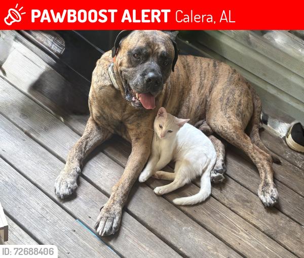 Lost Male Dog last seen Hwy 70 and Hwy 25, Calera, AL 35040