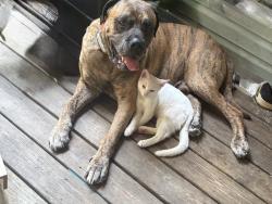 Lost Male Dog last seen Hwy 70 and Hwy 25, Calera, AL 35040