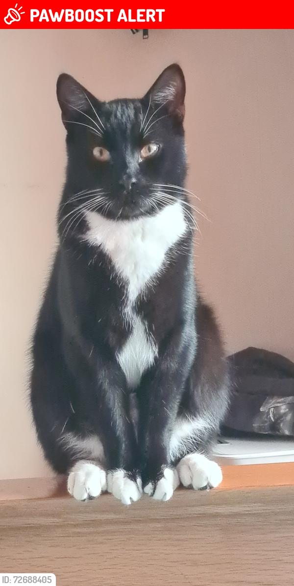 Lost Male Cat last seen Windsor Road/Highbury Cosham , Cosham, England PO6