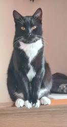 Lost Male Cat last seen Windsor Road/Highbury Cosham , Cosham, England PO6