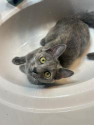 Lost Female Cat last seen 12th Ave, Piedmont hosp, Lakebottom Park, Columbus, GA 31901