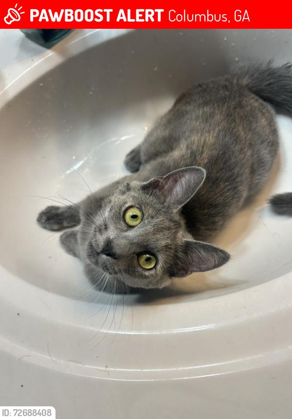 Lost Female Cat last seen 12th Ave, Piedmont hosp, Lakebottom Park, Columbus, GA 31901