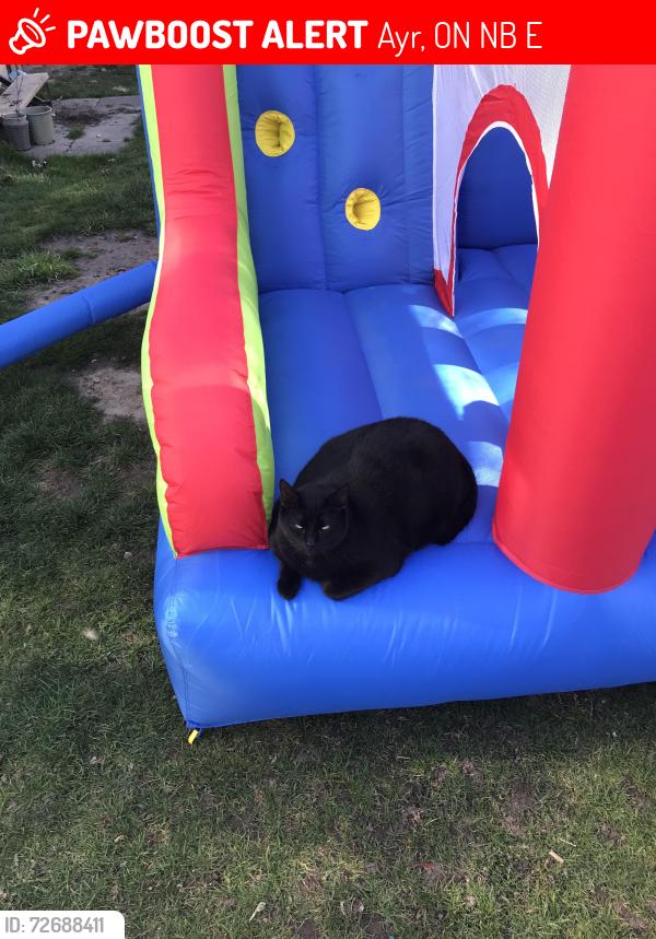 Lost Male Cat last seen Scott and Main, Ayr, ON N0B 1E0