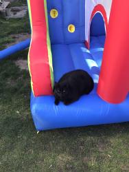 Lost Male Cat last seen Scott and Main, Ayr, ON N0B 1E0