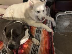 Lost Male Dog last seen California oaks, Murrieta, CA 92562