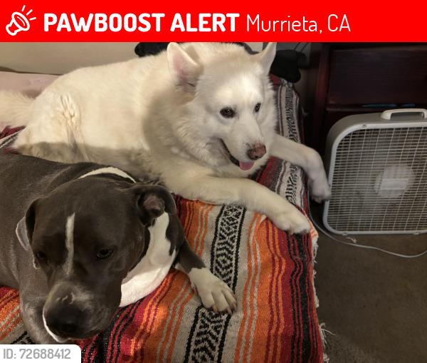Lost Male Dog last seen California oaks, Murrieta, CA 92562