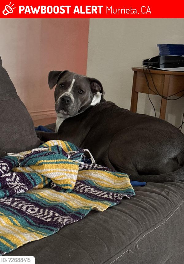 Lost Female Dog last seen California oaks, Murrieta, CA 92562
