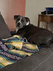Lost Female Dog last seen California oaks, Murrieta, CA 92562
