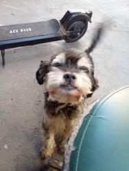 Lost Male Dog last seen 1st st bridge, Los Angeles, CA 90033