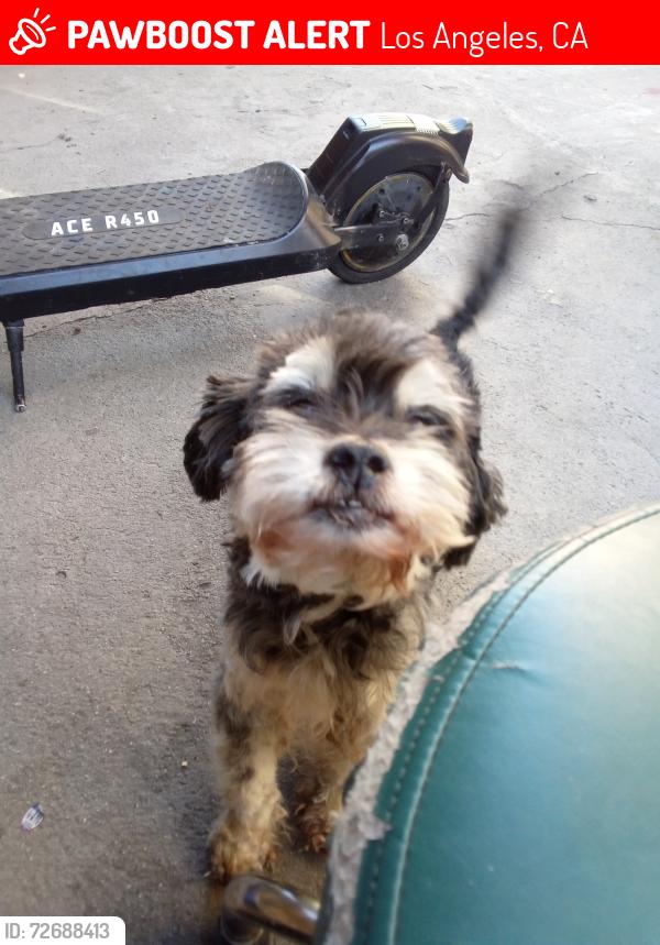 Lost Male Dog last seen 1st st bridge, Los Angeles, CA 90033