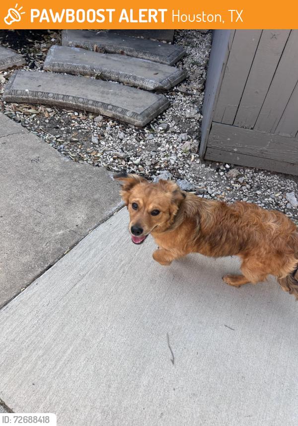 Found/Stray Male Dog last seen Bissonet and Leawood , Houston, TX 77099