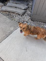 Found/Stray Male Dog last seen Bissonet and Leawood , Houston, TX 77099