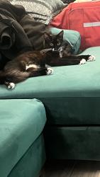 Lost Male Cat last seen Beach and Taylor, Montebello, CA 90640