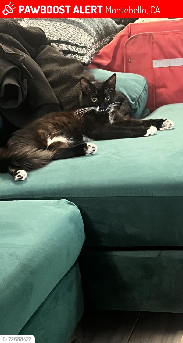 Lost Male Cat last seen Beach and Taylor, Montebello, CA 90640