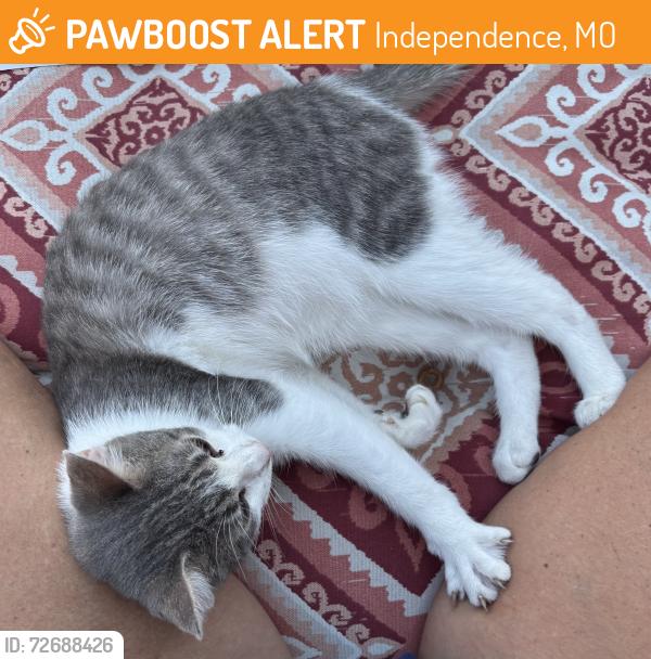 Found/Stray Female Cat last seen Lee’s Summit Road /Duffy, Independence, MO 64056