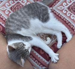 Found/Stray Female Cat last seen Lee’s Summit Road /Duffy, Independence, MO 64056