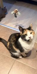 Lost Female Cat last seen Near the Texaco grge in Gresford , Gresford, Wales LL12 8TZ