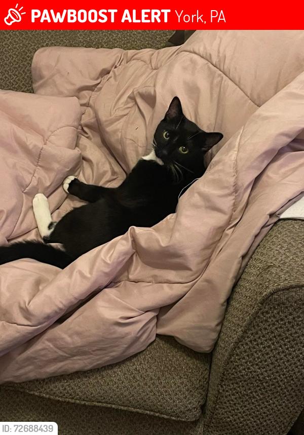 Lost Male Cat last seen Near block e poplar st york.pa, York, PA 17403