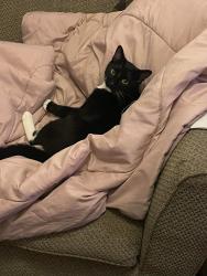 Lost Male Cat last seen Near block e poplar st york.pa, York, PA 17403
