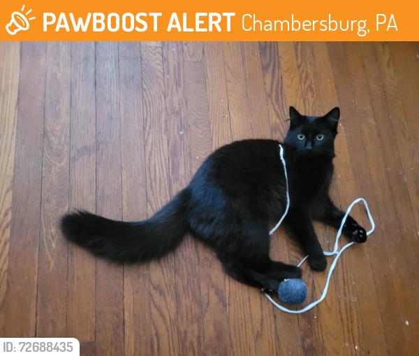Found/Stray Male Cat last seen Bar by the corner of e Catherine and 11, Chambersburg, PA 17201