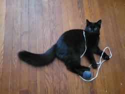 Found/Stray Male Cat last seen Bar by the corner of e Catherine and 11, Chambersburg, PA 17201