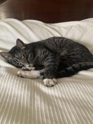 Lost Female Cat last seen Near , Jensen Beach, FL 34957