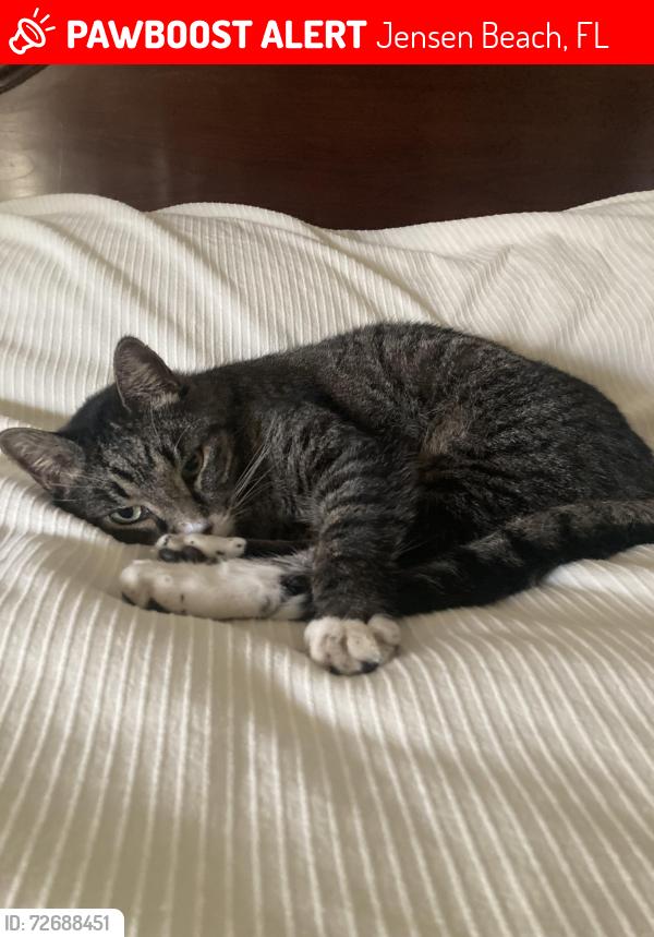 Lost Female Cat last seen Near , Jensen Beach, FL 34957