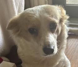Found/Stray Female Dog last seen Arlan’s parking lot on 2920 in Waller, Texas, Waller, TX 77484