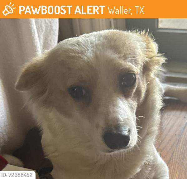 Found/Stray Female Dog last seen Arlan’s parking lot on 2920 in Waller, Texas, Waller, TX 77484