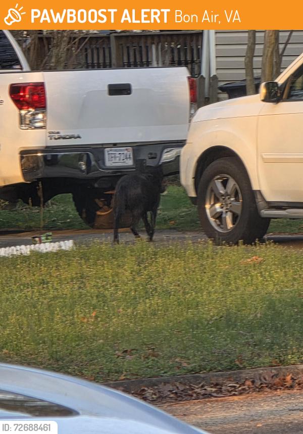Found/Stray Unknown Dog last seen Knowlwood and Antwerp , Bon Air, VA 23235