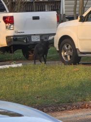 Found/Stray Unknown Dog last seen Knowlwood and Antwerp , Bon Air, VA 23235