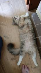 Lost Female Cat last seen Near Bronkhorst Street , Pretoria, GP 0027