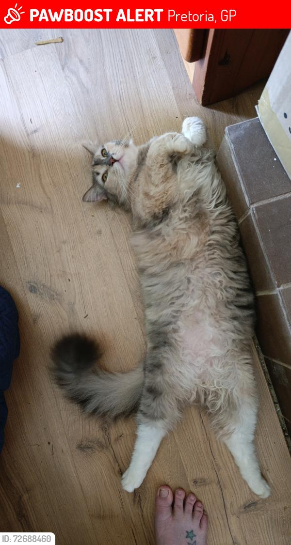 Lost Female Cat last seen Near Bronkhorst Street , Pretoria, GP 0027