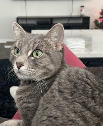 Lost Female Cat last seen Dobson & Hunt hwy, Sun Lakes, AZ 85248