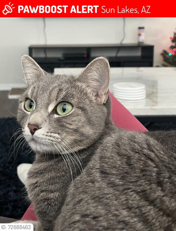 Lost Female Cat last seen Dobson & Hunt hwy, Sun Lakes, AZ 85248