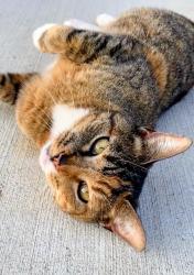 Found/Stray Unknown Cat last seen Broken Oak Pass, Madison County, AL 35761