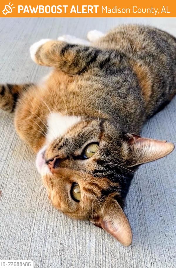 Found/Stray Unknown Cat last seen Broken Oak Pass, Madison County, AL 35761