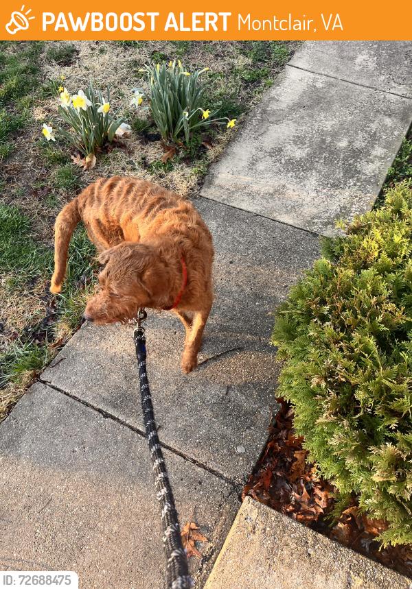 Found/Stray Male Dog last seen Edgewood and Cranberry in Montclair , Montclair, VA 22025