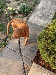 Found/Stray Male Dog last seen Edgewood and Cranberry in Montclair , Montclair, VA 22025