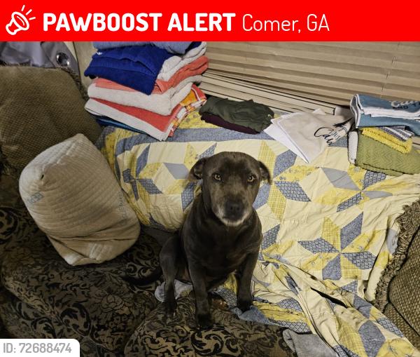 Lost Male Dog last seen SMITHONIA rd and owl creek rd, Comer, GA 30629